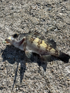 メバルの釣果