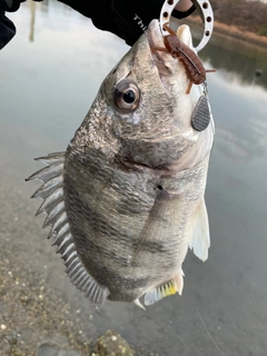 キビレの釣果