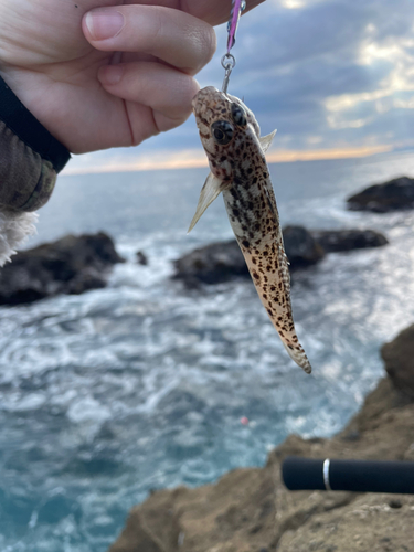 ハゼの釣果