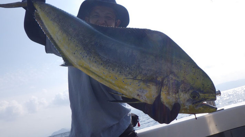 シイラの釣果