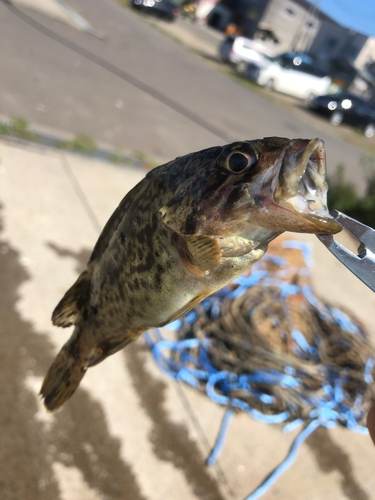 シマゾイの釣果