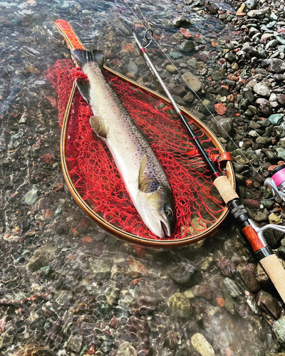 ブラウントラウトの釣果