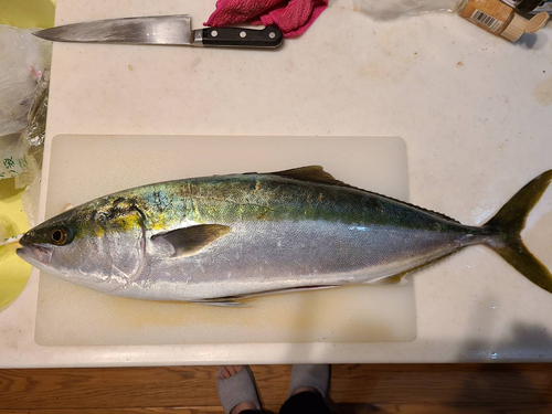 ハマチの釣果