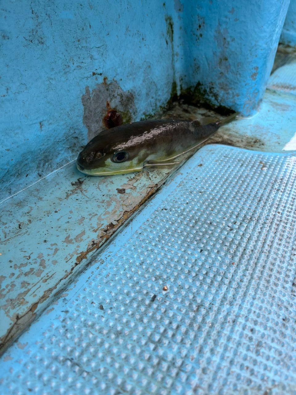 熊さんフィッシングさんの釣果 3枚目の画像