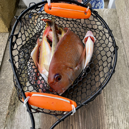 タイの釣果