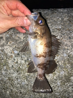 シロメバルの釣果