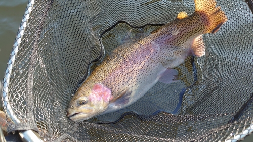 ニジマスの釣果