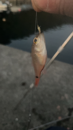 ネンブツダイの釣果