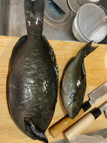 クチブトグレの釣果