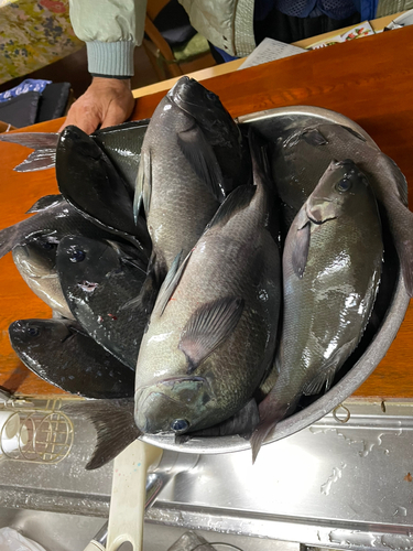 オナガグレの釣果