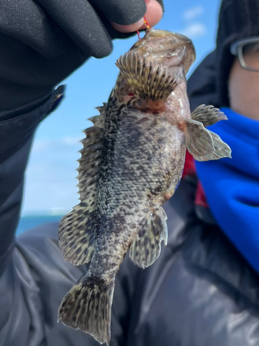 ムラソイの釣果