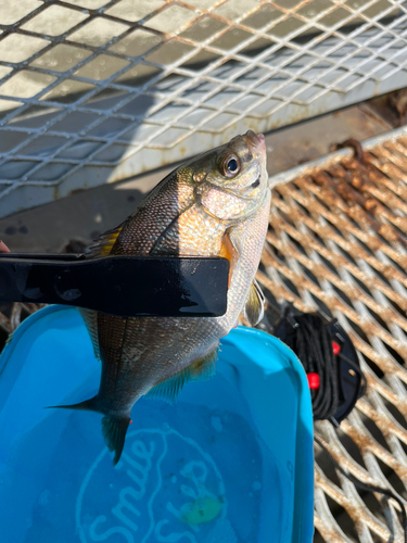 ウミタナゴの釣果