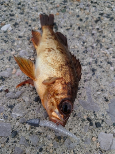 アカメバルの釣果