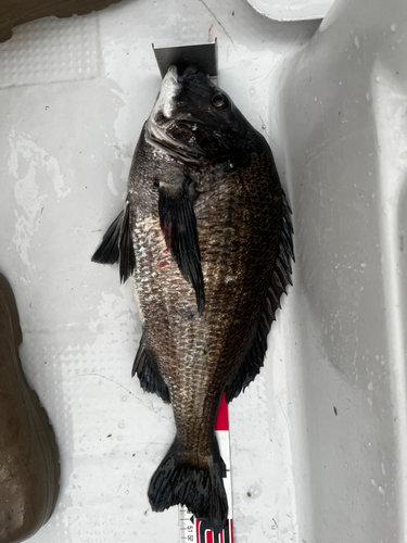 クロダイの釣果