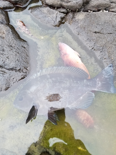 メジナの釣果