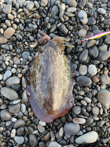 コウイカの釣果