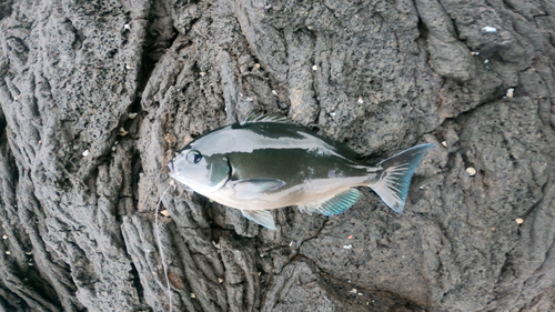 メジナの釣果