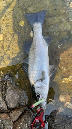 ヒラスズキの釣果