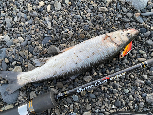 ウグイの釣果