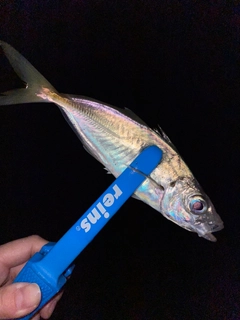 マアジの釣果