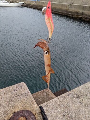 ササイカの釣果