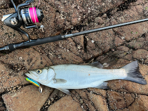 ヒラスズキの釣果