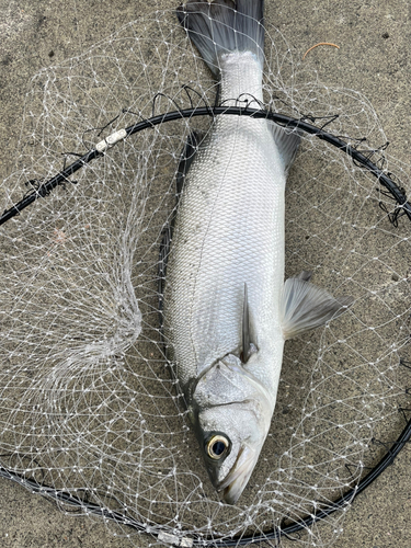 ヒラスズキの釣果