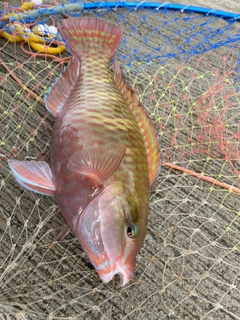 ブダイの釣果