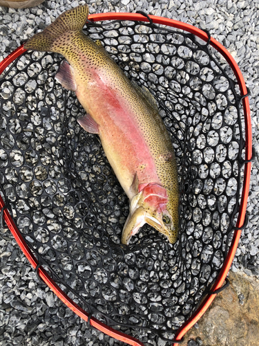 ヤシオマスの釣果