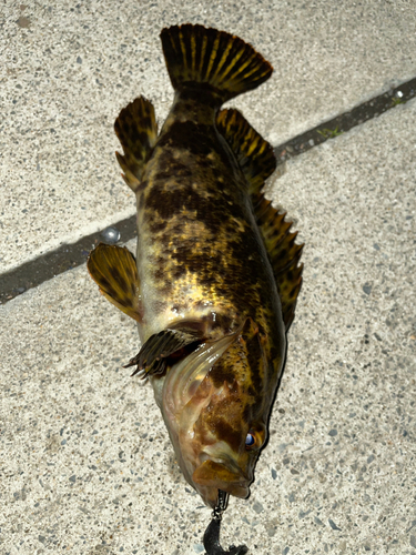 ベッコウゾイの釣果