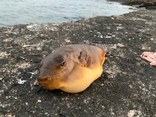 アカメフグの釣果