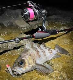 シロメバルの釣果