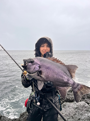 イシダイの釣果