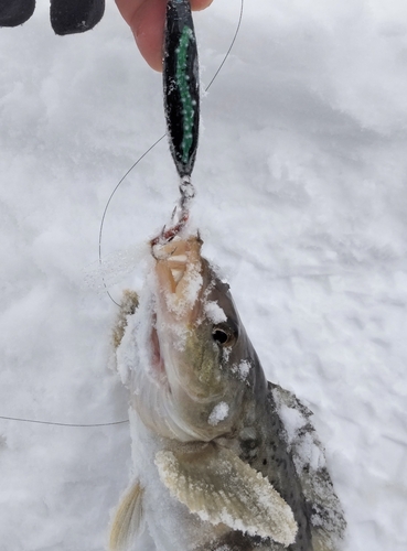 ホッケの釣果