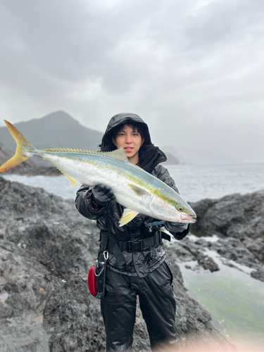 ブリの釣果