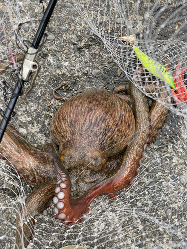 タコの釣果