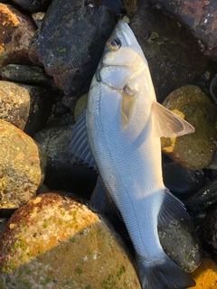 ヒラスズキの釣果