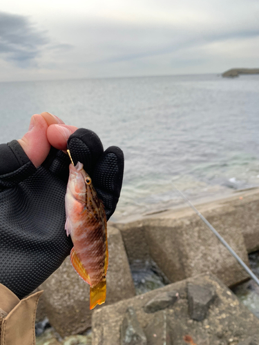 ホシササノハベラの釣果