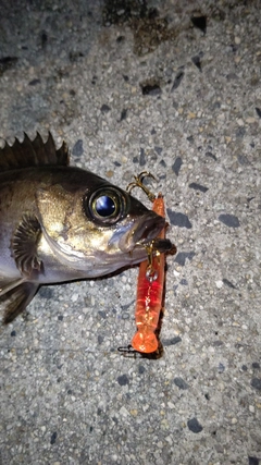 クロメバルの釣果