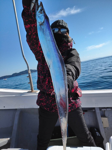 タチウオの釣果