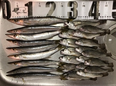 アカカマスの釣果