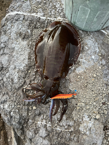 アオリイカの釣果