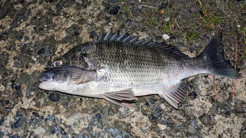 チヌの釣果