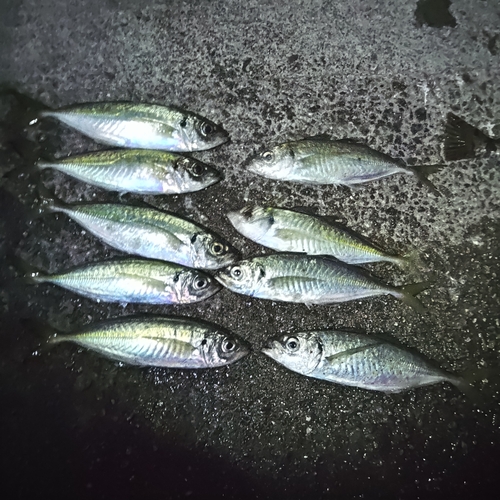 アジの釣果