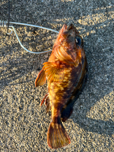 カサゴの釣果