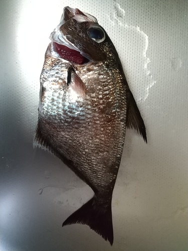 ミナミハタンポの釣果