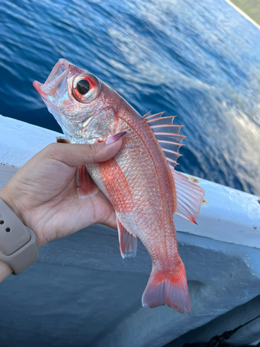 アカムツの釣果