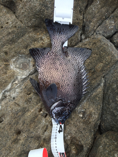 イシガキダイの釣果