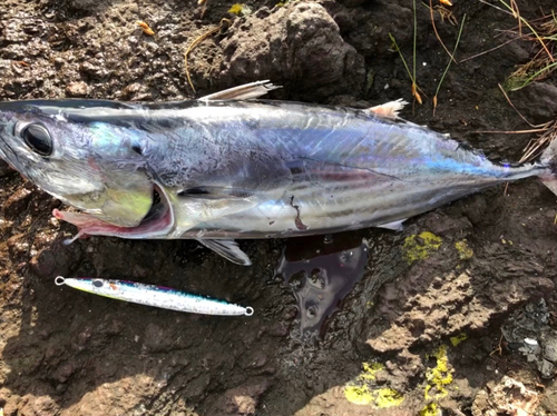 カツオの釣果