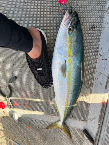 ハマチの釣果